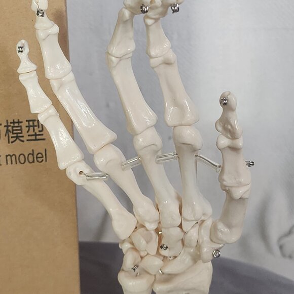 Human Hand Articulated Joint Model on Base - Picture 11 of 16